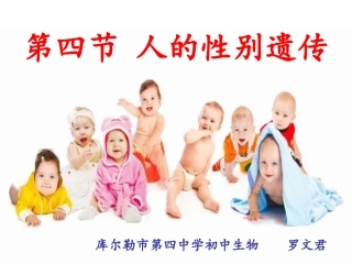 人的性别遗传说课课件