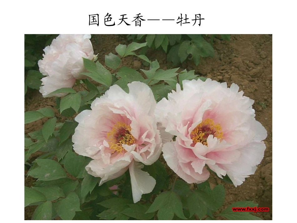第三节__开花和结果_xin(1)_第2页