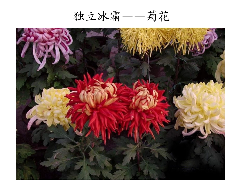 第三节__开花和结果_xin(1)_第3页