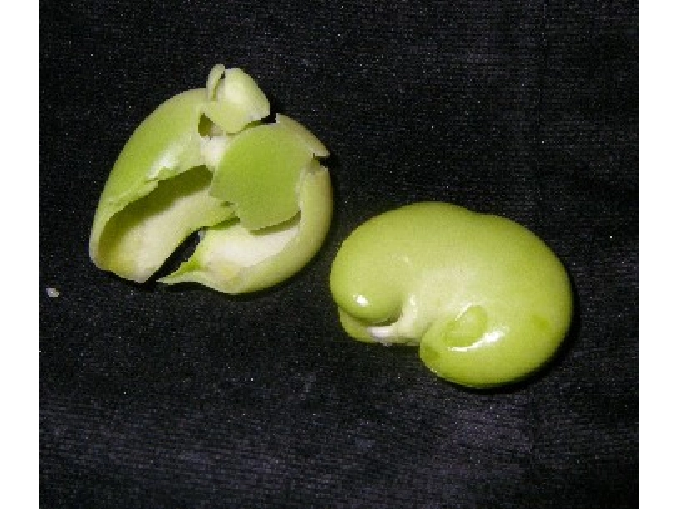 -种子的萌发_第1页