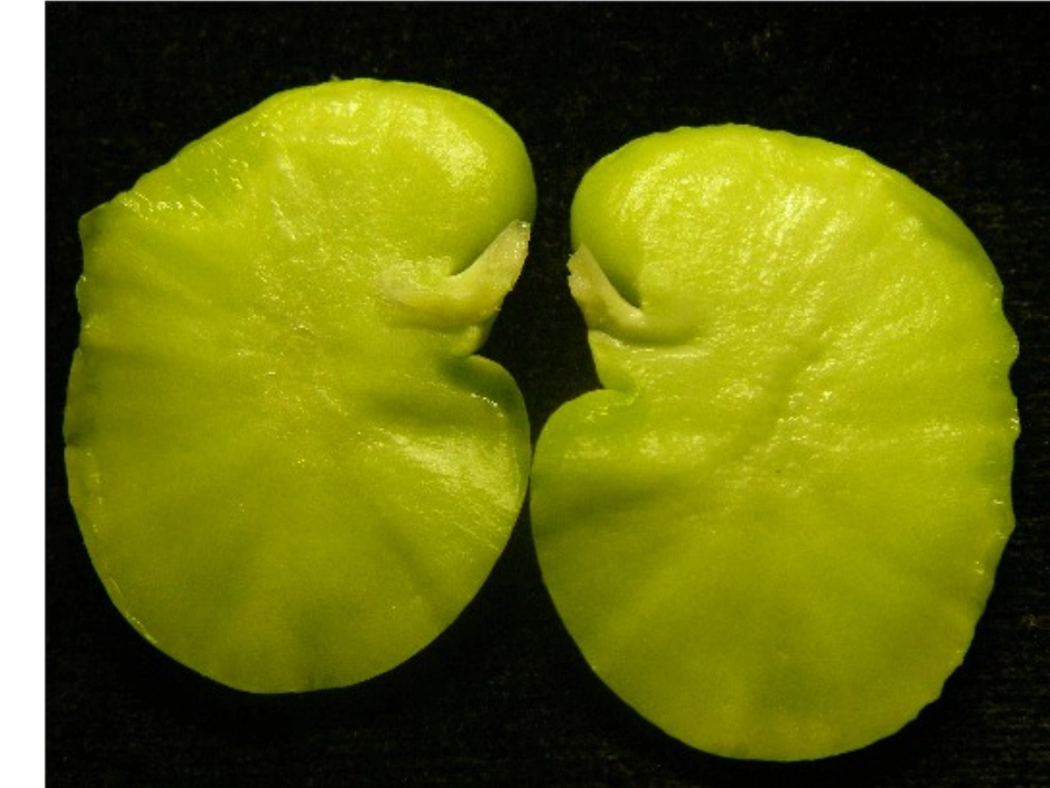 -种子的萌发_第2页