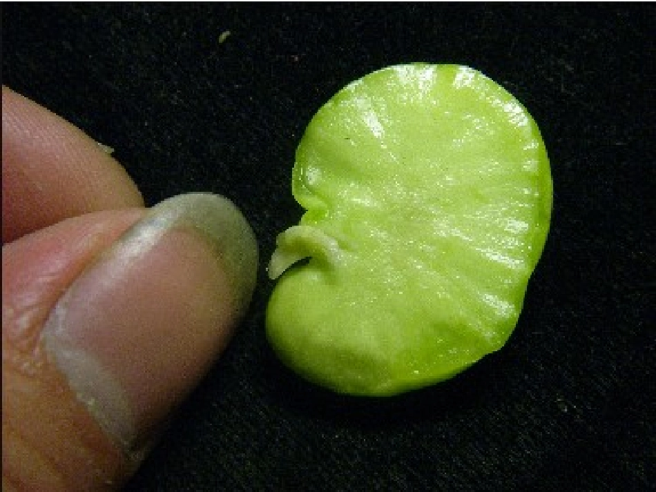 -种子的萌发_第3页