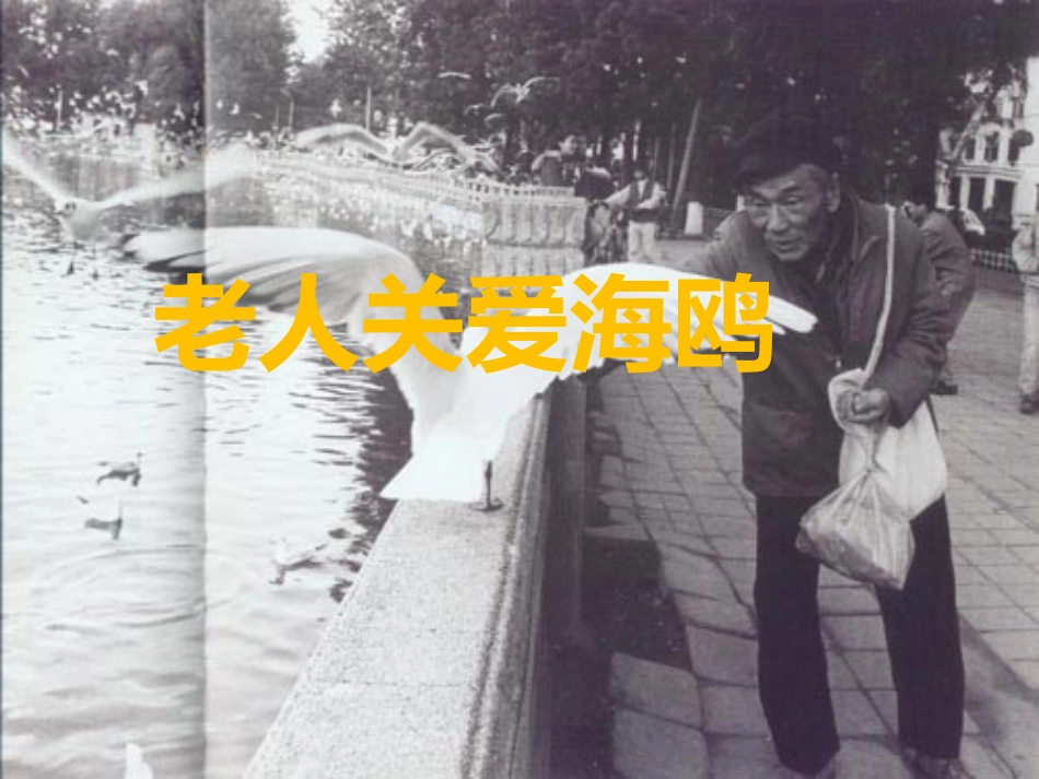 老人与海鸥课件_第2页