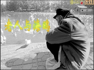 老人与海鸥课件