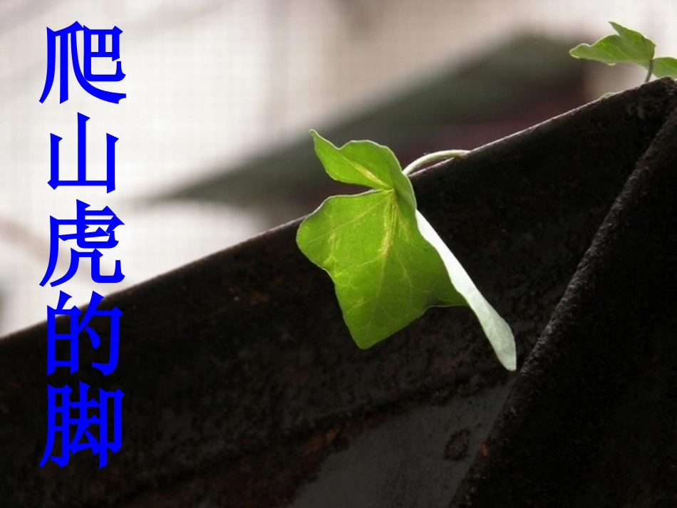 人教版九年义务教育六年制小学语文第七册《爬山虎的脚》_第1页