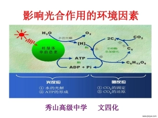影响光合作用的因素