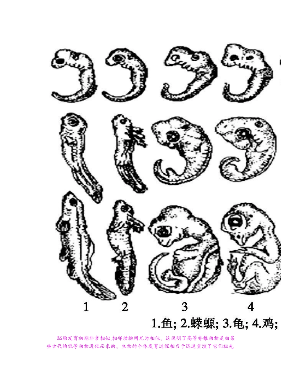 八年级下32《生物进化的历程》导学案_第3页