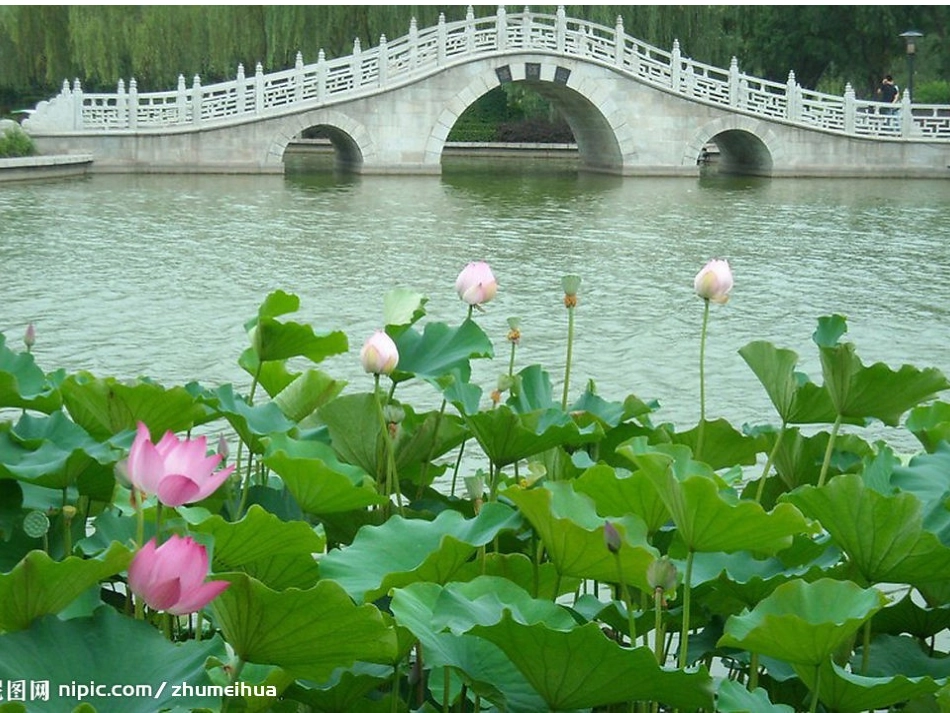 小池课件课件_第2页