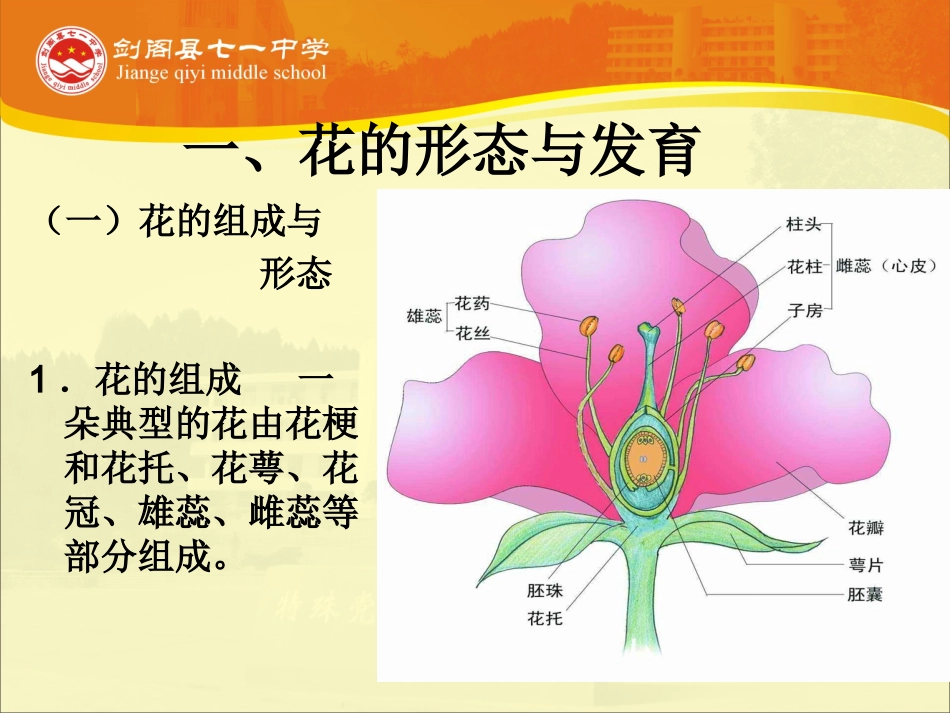 -第四节植物的生殖器官_第3页