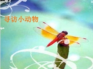 寻访小动物PPT新教科版三年级上册科学 ()