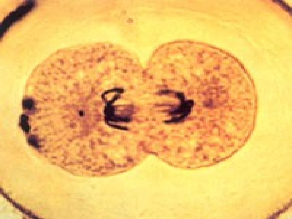 第1节-细胞的增殖1_第2页