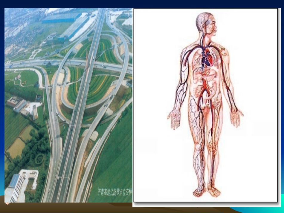 流动的组织血液_第1页