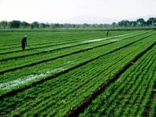 《燕子》课件 ()