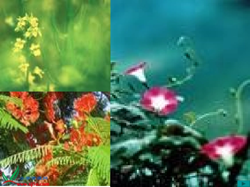 七色花PPT_第2页