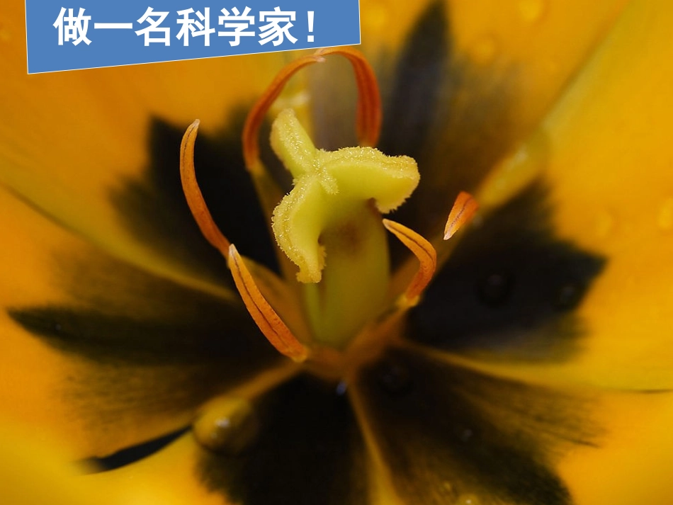 植物新生命的开始PPT新教科版三年级下册科学_第1页