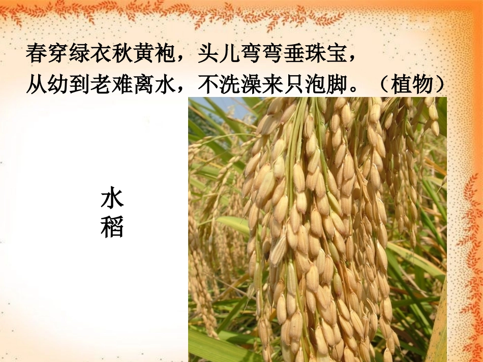 湘教版二年级上册音乐《金色的秋天》课件_第2页