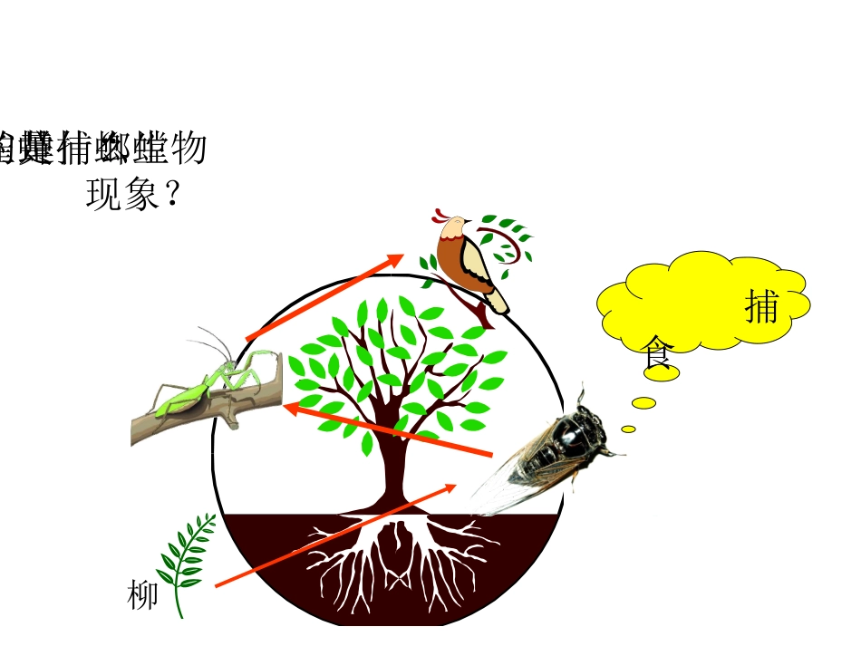 -生态系统的结构和功能_第3页