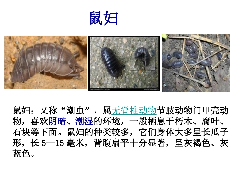 土壤中小动物类群丰富度的研究_很好_第3页