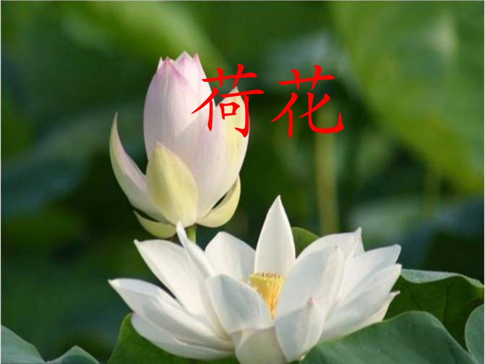 《荷花》课件4_第1页