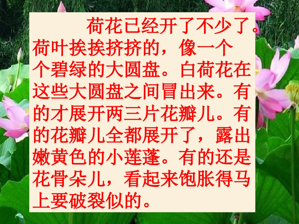《荷花》课件4_第3页