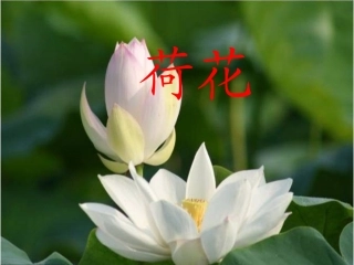 《荷花》课件4