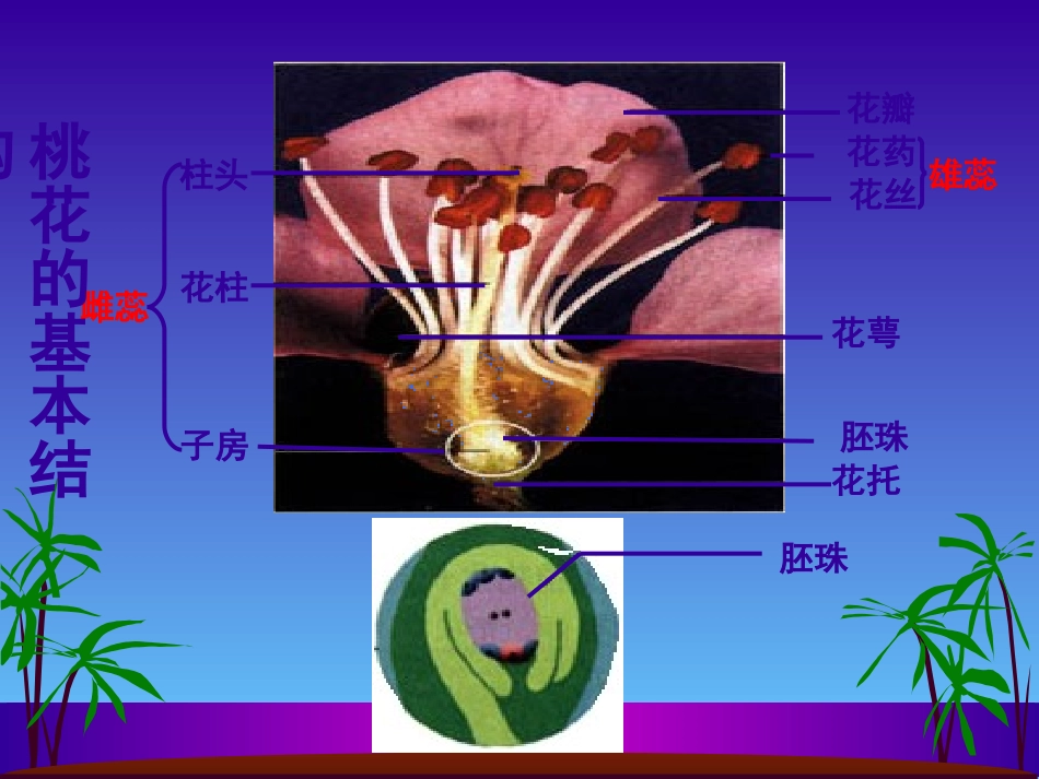 人教版八下第七单元第一章第一节植物的生殖（共34张PPT）_第2页