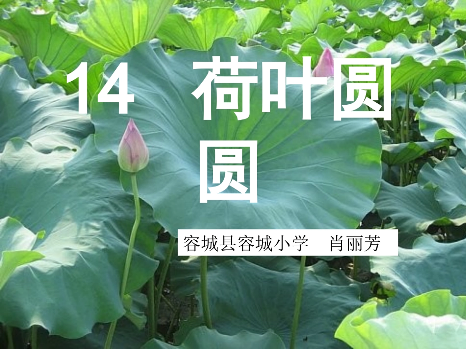 《荷叶圆圆》课件【27页】_第1页