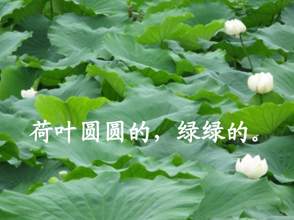 《荷叶圆圆》课件【27页】_第3页