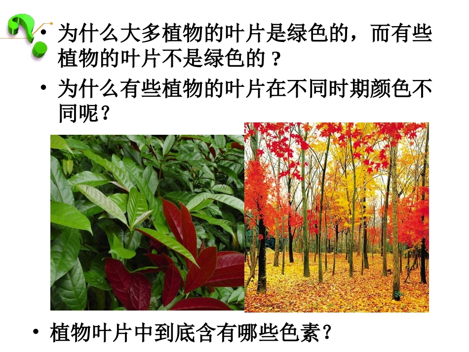 光合作用（第一课时）_第3页