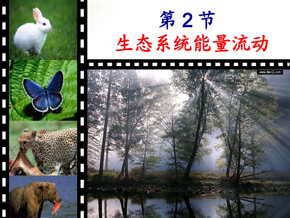 生态系统能量流动_第3页