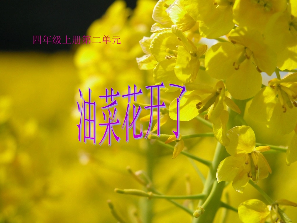 《油菜花开了》课件_第1页