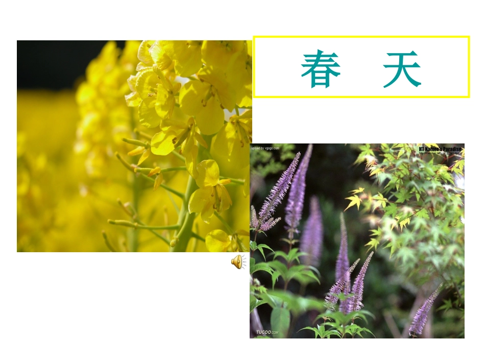 《油菜花开了》课件_第3页