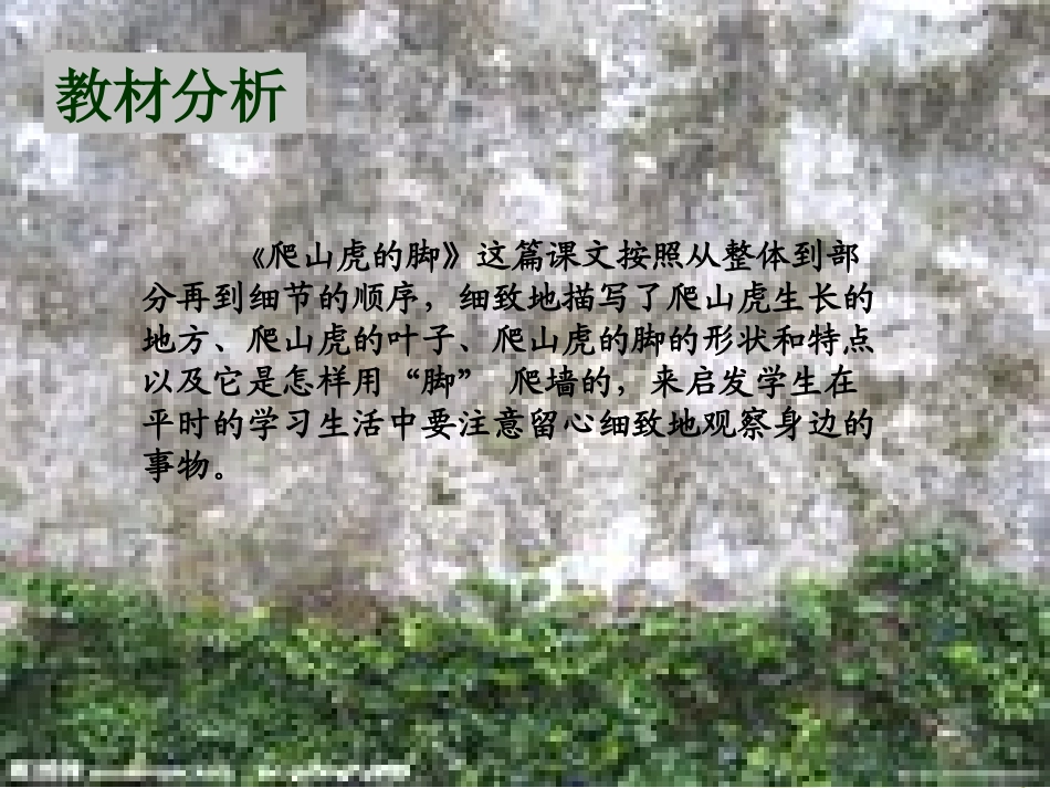 《爬山虎的脚》演示文稿_第2页