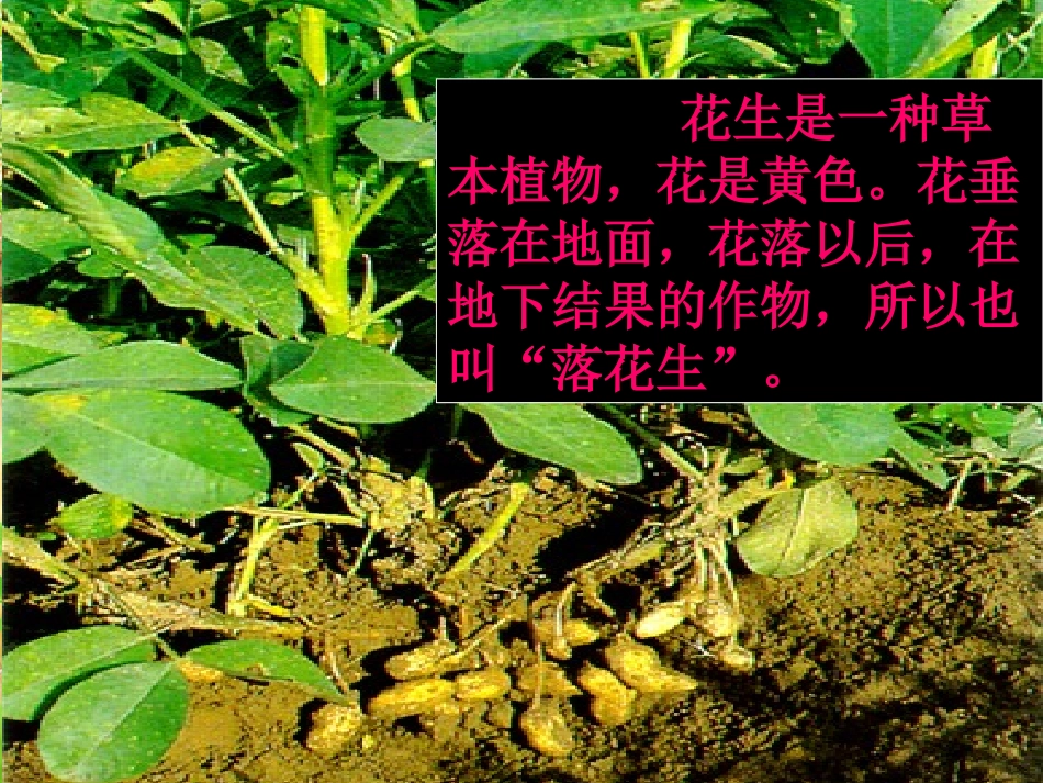 落花生(完美版)_第3页