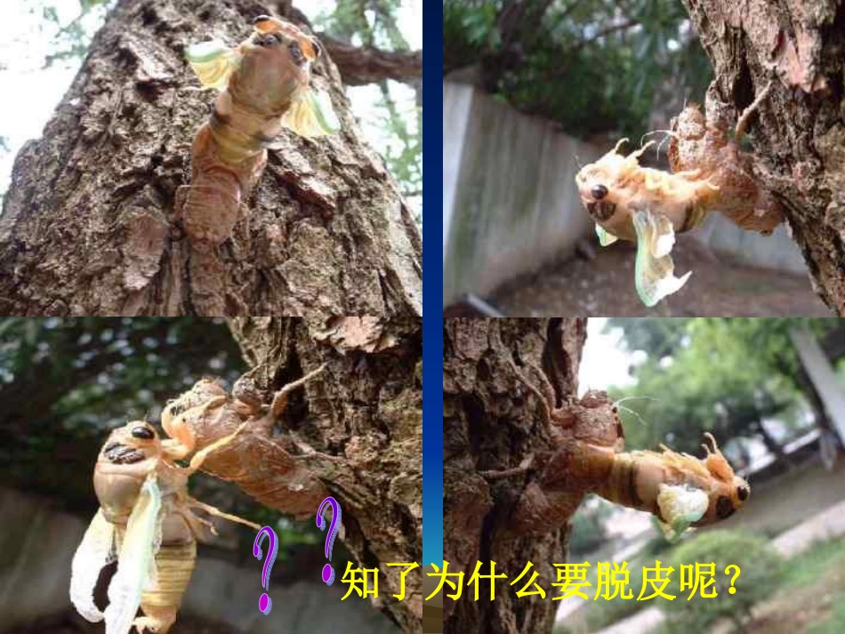 八下第七单元第一章第二节昆虫的生殖和发育（共47张PPT）_第2页