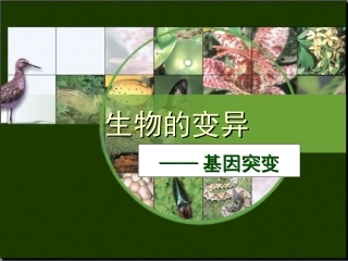 生物的变异基因突变