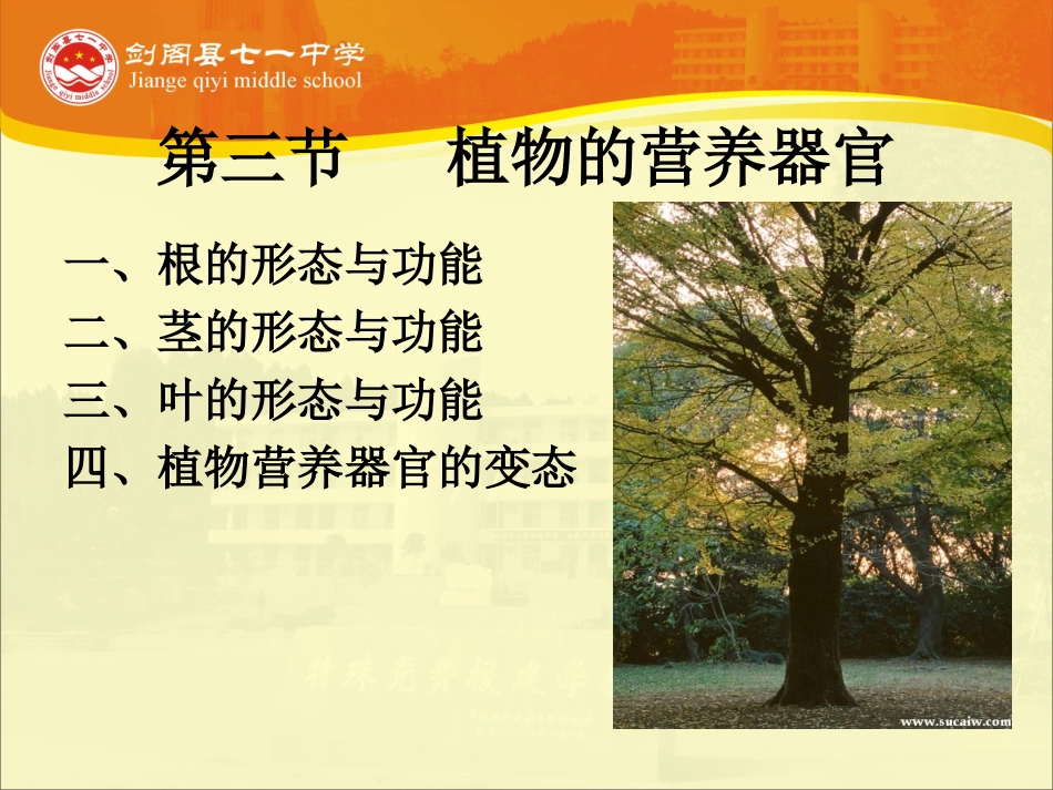 -第三节植物的营养器官_第2页