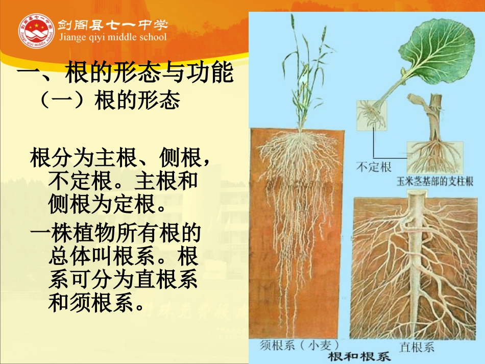 -第三节植物的营养器官_第3页