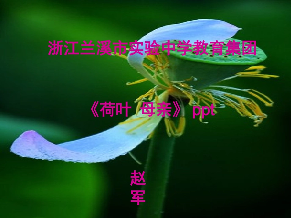 《荷叶母亲》_第1页