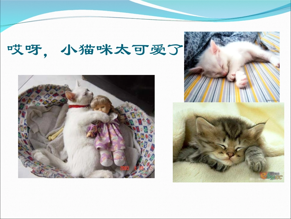 教学课件___动物怎样睡觉_第3页