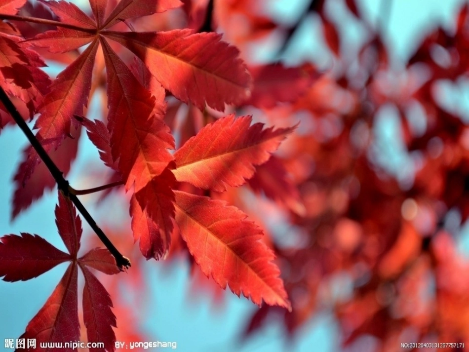 秋天的颜色课件PPT_第3页