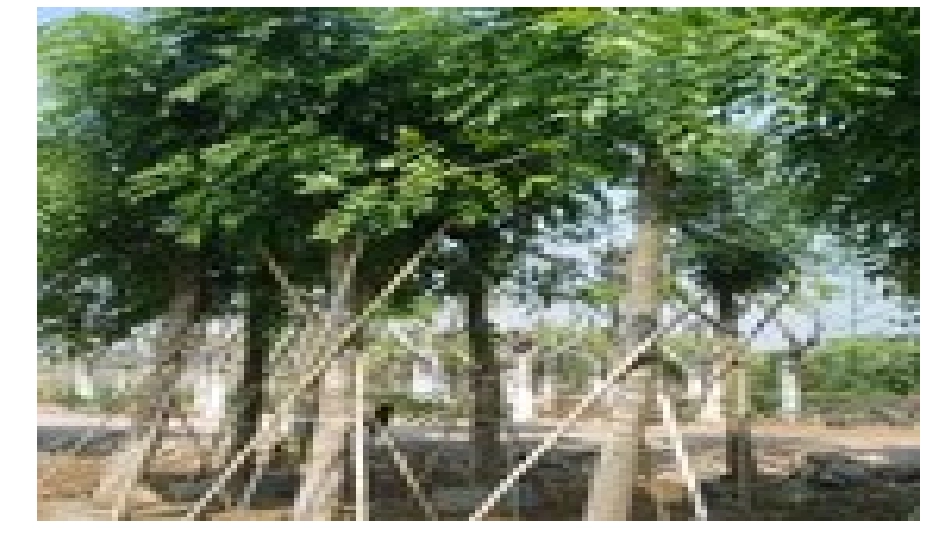 桃花心木课件_第2页