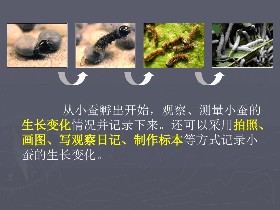 蚕的生长变化PPT三下_第2页