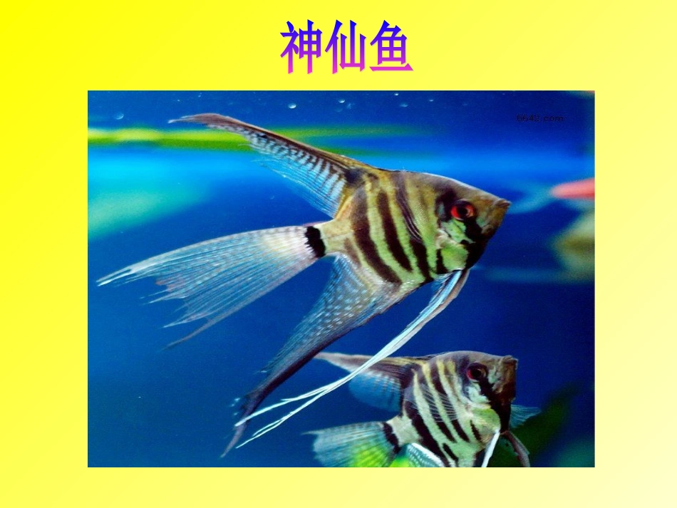 热带鱼乐园[1]_第3页