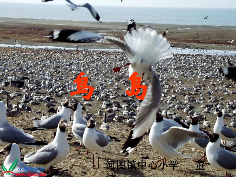 二年级语文下册《鸟岛》_第1页