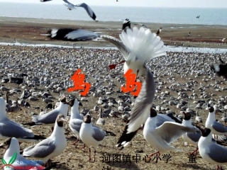 二年级语文下册《鸟岛》