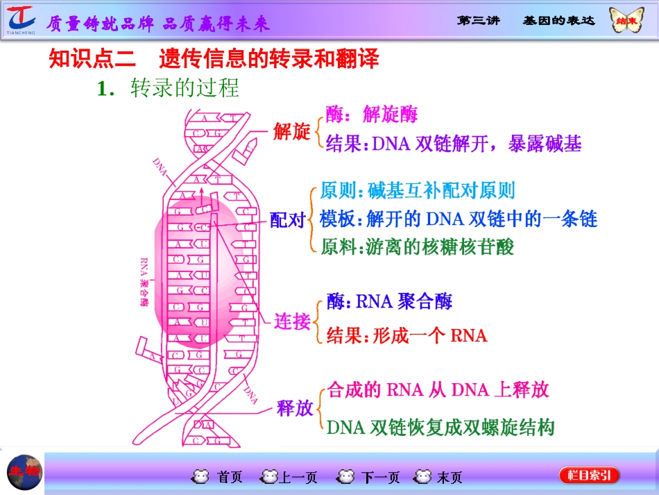 第三讲基因的表达_第3页