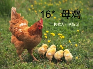 四年级语文上册《母鸡》PPT课件