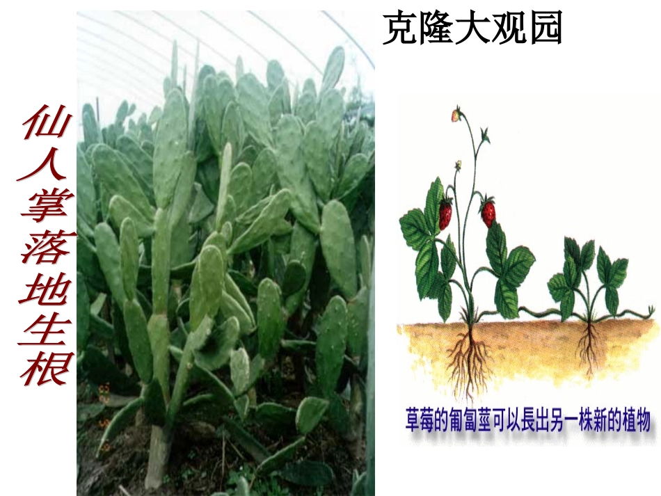 奇妙的克隆（课件2）_第2页