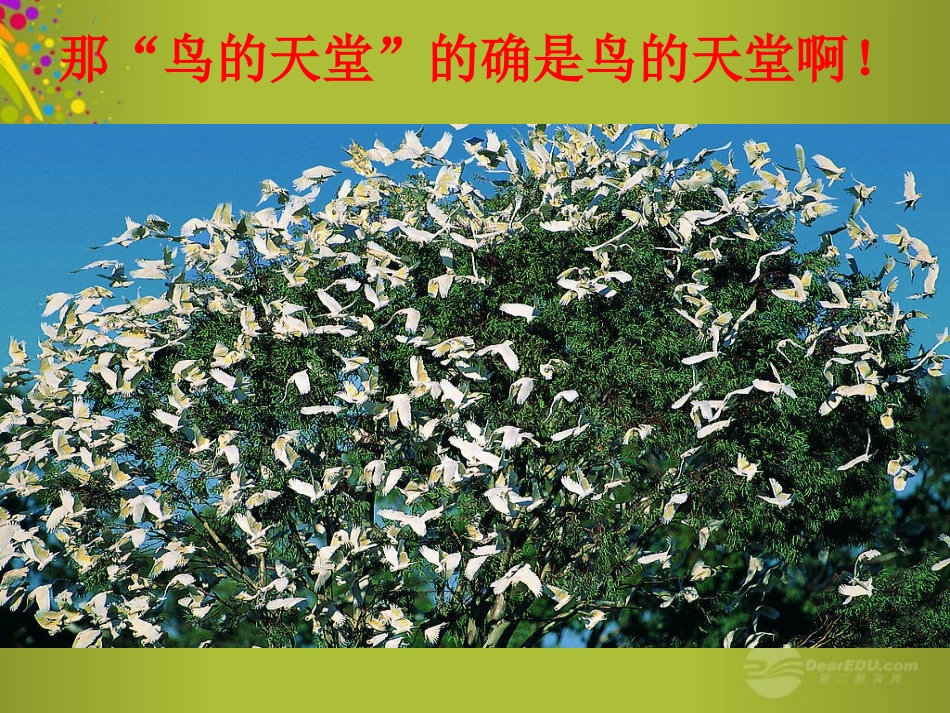 鸟的天堂课件_第3页
